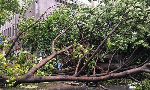 梦见把鳖打死_广州天气微博新浪微0